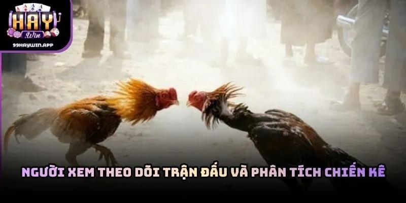 Người xem theo dõi trận đấu và phân tích chiến kê