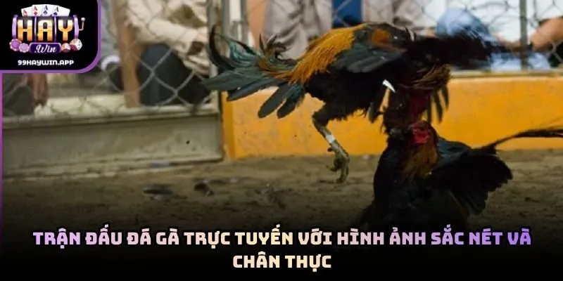 Trận đấu đá gà trực tuyến với hình ảnh sắc nét và chân thực