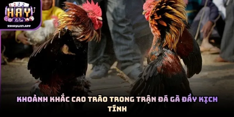 Khoảnh khắc cao trào trong trận đá gà đầy kịch tính