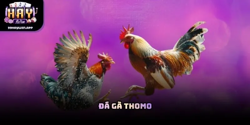 Đá gà Thomo