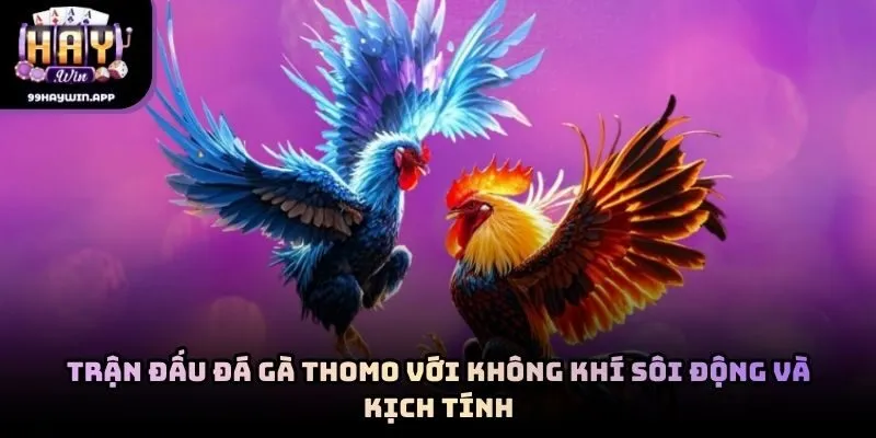 Trận đấu đá gà Thomo với không khí sôi động và kịch tính