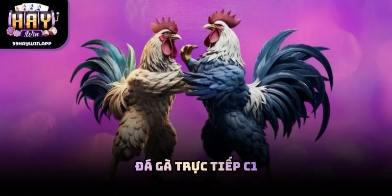 Đá gà trực tiếp C1