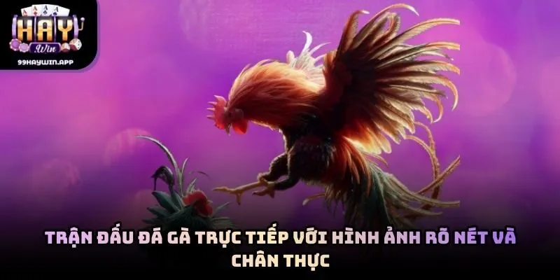 Trận đấu đá gà trực tiếp với hình ảnh rõ nét và chân thực