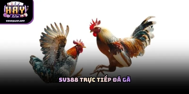 SV388 trực tiếp đá gà